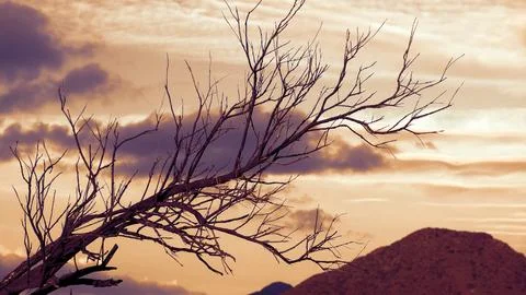Backlit tree branch Stock Photos