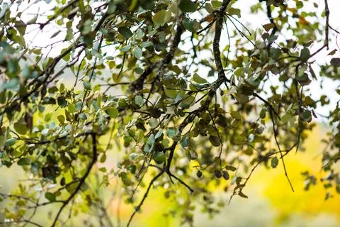 Backlit tree branches with autumn foliage in a woodland Stock Photos