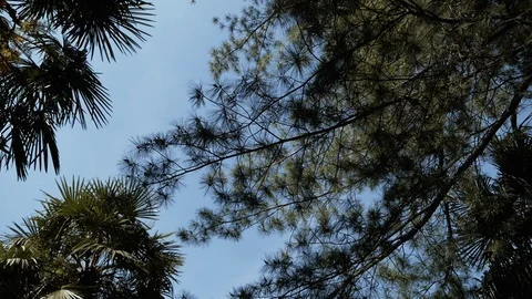 Backlit tree branches Stock Footage 86354534