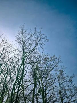 Backlit tree branches reaching into a bright sky. Stock Photos