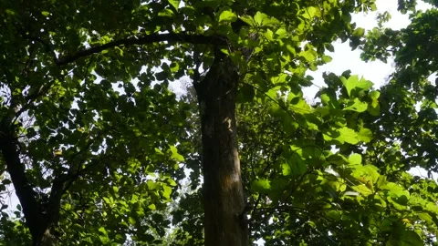 Backlit Tree Canopy Vídeo Stock 329389200