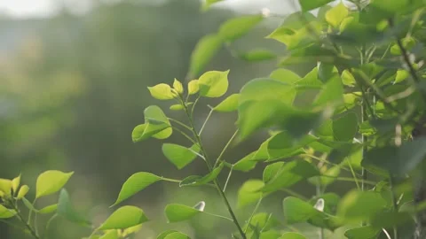 Backlit Tree Canopy Glowing in Soft Early Summer Light and Warmth Video stock 333041832