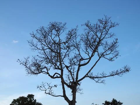 A backlit tree captured in silhouette. Stock Photos