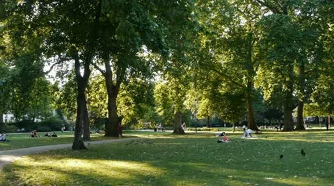 Backlit tree, grass and people in a park. Stock Footage 12035607