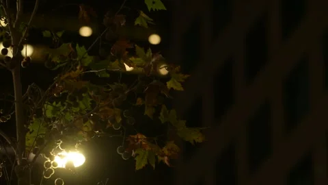Backlit Tree Leaves and Seed Pods Sway Around Streetlamp at Night Vídeos de archivo 300048368