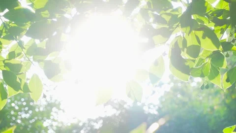 Backlit Tree Leaves With Bright Summer Sunlight 4K Vídeos de archivo 341862642