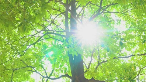Backlit Tree Leaves Glowing with Translucent Light in Serene Nature Scene Stock Footage 341872187