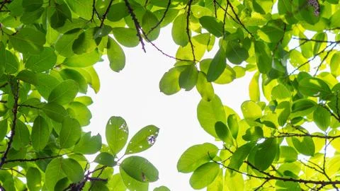 Backlit tree leaves white background. Stock Photos