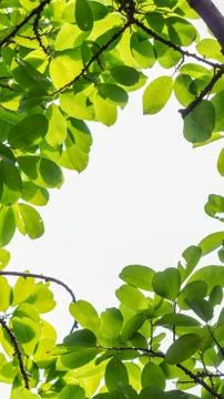 Backlit tree leaves white background. Stock Photos