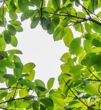 Backlit tree leaves white background. Stock Photos