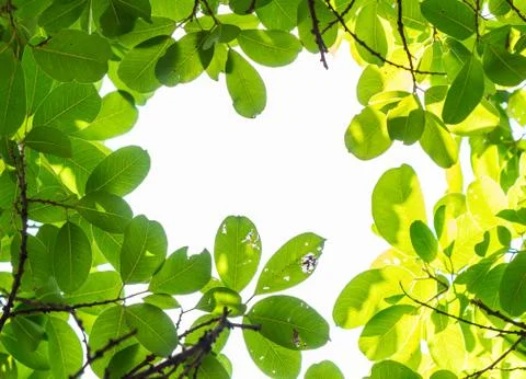 Backlit tree leaves white background. Stock Photos