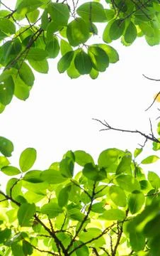 Backlit tree leaves white background. Stock Photos