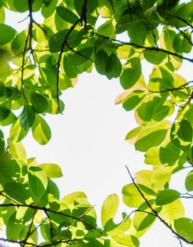 Backlit tree leaves white background. Stock Photos