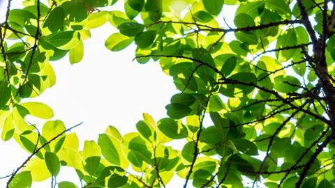 Backlit tree leaves white background. Stock Photos
