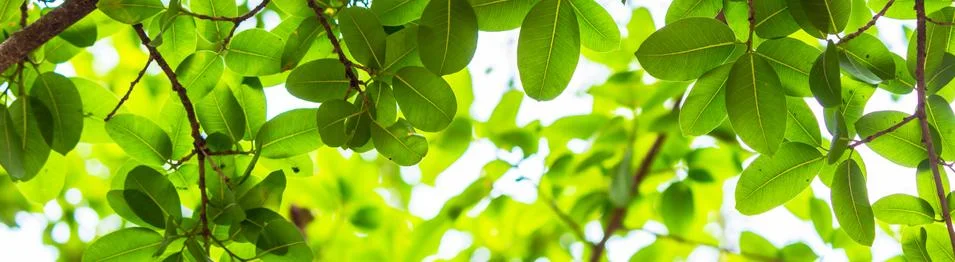 Backlit tree leaves white background.. Stock Photos