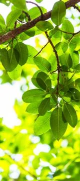 Backlit tree leaves white background.. Stock Photos