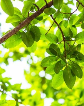 Backlit tree leaves white background.. Stock Photos
