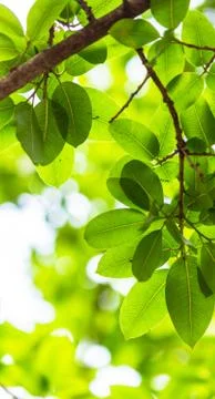 Backlit tree leaves white background.. Stock Photos
