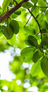 Backlit tree leaves white background.. Stock Photos