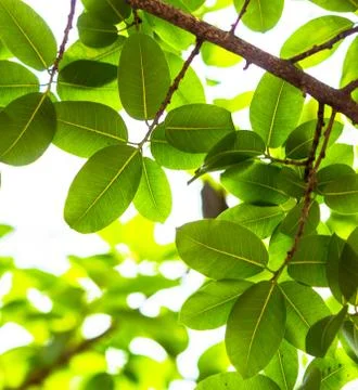 Backlit tree leaves white background.. Stock Photos