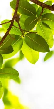 Backlit tree leaves white background.. Foto stock