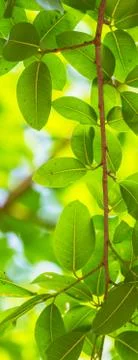 Backlit tree leaves white background.. Foto stock