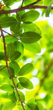 Backlit tree leaves white background.. Stock Photos