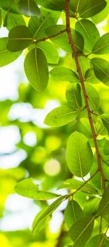 Backlit tree leaves white background.. Foto stock