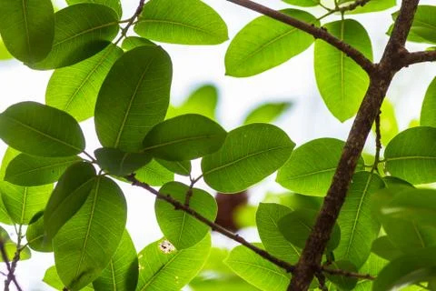 Backlit tree leaves white background.. Stock Photos