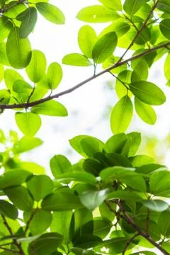 Backlit tree leaves white background.. Stock Photos
