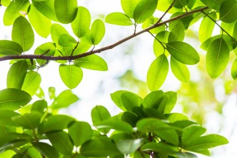Backlit tree leaves white background.. Foto stock