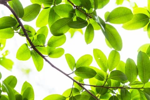 Backlit tree leaves white background.. Stock Photos