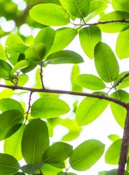 Backlit tree leaves white background.. Stock Photos