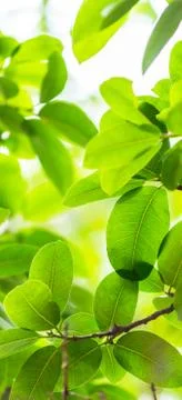 Backlit tree leaves white background.. Stock Photos