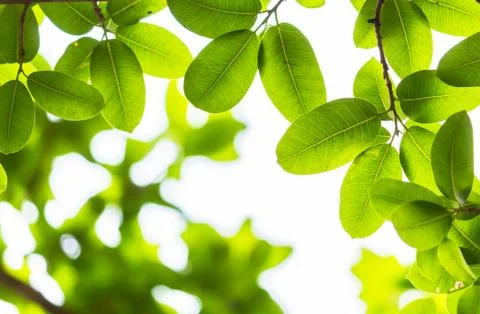 Backlit tree leaves white background.. Stock Photos