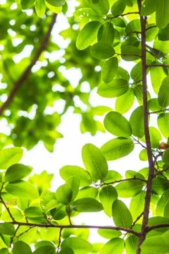 Backlit tree leaves white background.. Stock-Fotos