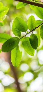 Backlit tree leaves white background.. Stock Photos