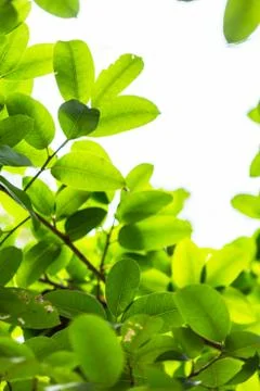 Backlit tree leaves white background.. Stock Photos