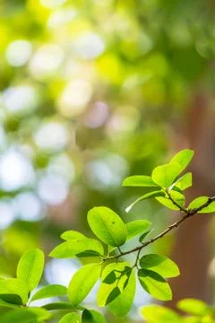 Backlit tree leaves white background.. Stock Photos