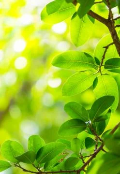 Backlit tree leaves white background.. Foto stock