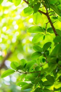 Backlit tree leaves white background.. Stock Photos