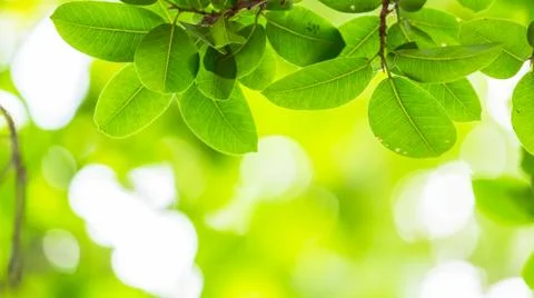 Backlit tree leaves white background.. Stock Photos
