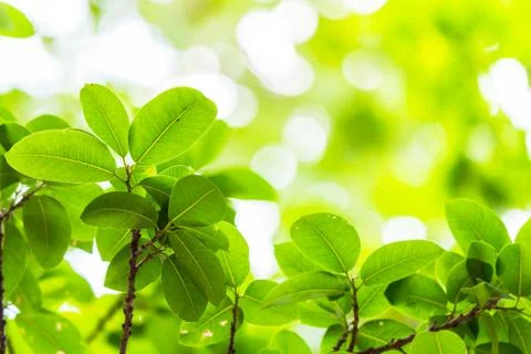 Backlit tree leaves white background.. Stock Photos