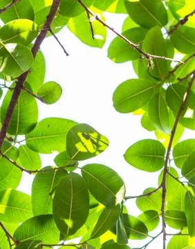 Backlit tree leaves white background.. Stock Photos