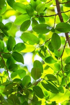 Backlit tree leaves white background.. Stock-Fotos
