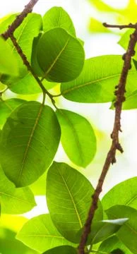 Backlit tree leaves white background.. Stock Photos