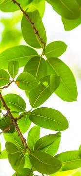 Backlit tree leaves white background.. Stock Photos