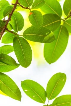 Backlit tree leaves white background.. Stock Photos