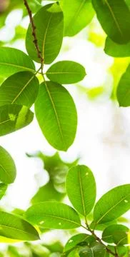 Backlit tree leaves white background.. Stock Photos