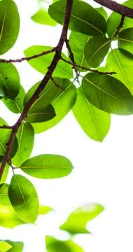 Backlit tree leaves white background.. Foto stock